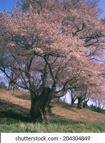 An Image Of Wild Cherry Tree