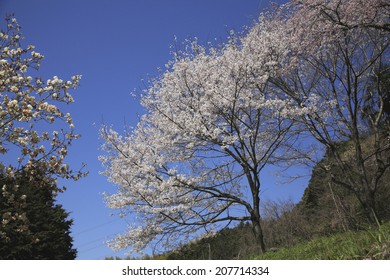 An Image Of Wild Cherry Tree