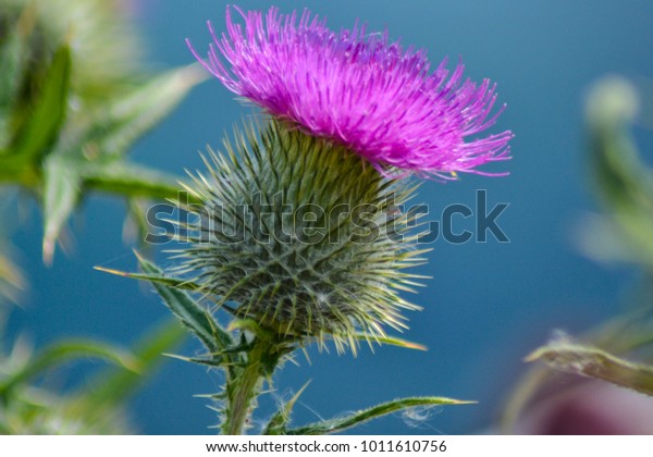 スコットランドの野生のアザミの画像 緑のギザギザの丸い球根で支えられ 保護された華やかな紫の花 ギザギザの緑の葉と茎 の写真素材 今すぐ編集 1011610756