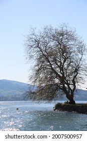 Image Of A Wilted Tree