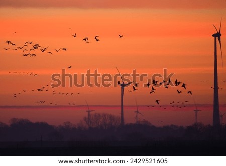 An image of wind turbines in a field at sunrise, in winter
