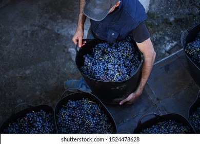 
Image of wine grape collection