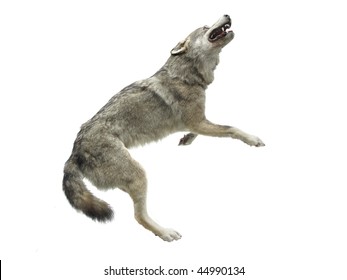 The Image Of Wolf Jumping During The Hunting