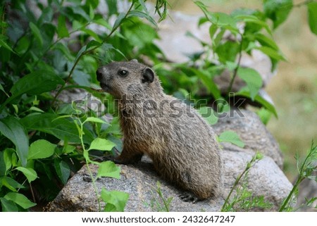 image of yard critter on a rock, woodchuck, groundhog