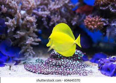 Image of yellow tang fish in aquarium