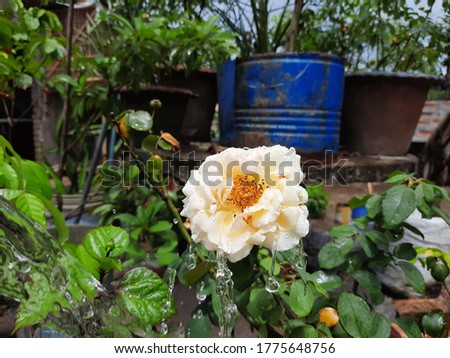 A image of yellowwhite rose with raindrops and green leaves. 