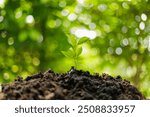 Image of a young seedling with fresh green leaves on black soil that is rich in nutrients necessary for growth. The concept of loving the environment, saving the world. Green background with bokeh.