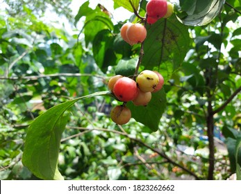 Image Of Yummy And Reddish Scram Berries