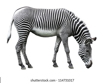 Image Zebra Isolated On White Background Stock Photo 114731017 ...