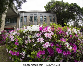 the images of Azalea in full bloom in the National Taiwan University(NTU) in Taipei of Taiwan , March 5 2021