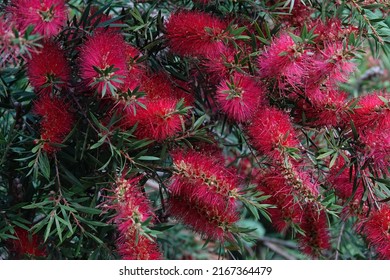 Images Of Brush Flower Taken In Pierre Loti's Garden, Eyüpsultan, Istanbul