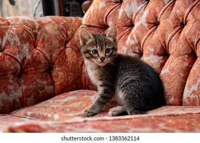 Images Of Cats With Hard Stare And Sitting On Sofa.
