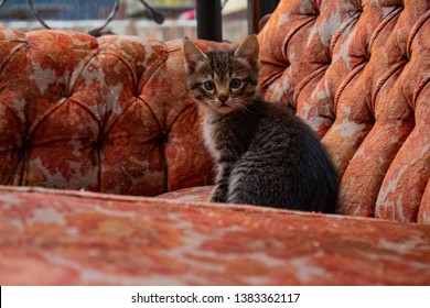 Images Of Cats With Hard Stare And Sitting On Sofa.
