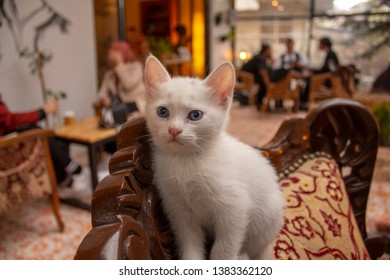 Images Of Cats With Hard Stare And Sitting On Sofa.
