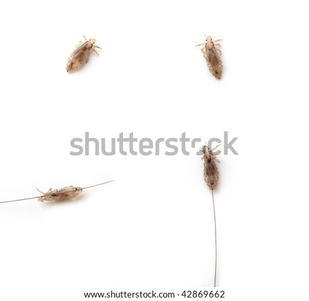 Images of different lice on a white background