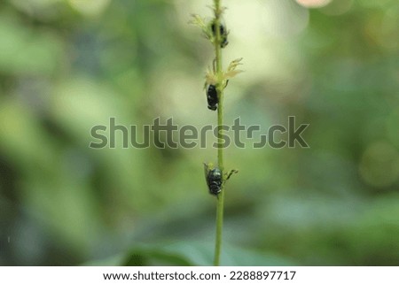 images of fly and life of fly, Sitting fly on the grass, tree or planet.