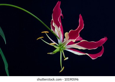 Images Gordious Gloriosa Superba Rothschildiana Stock Photo 10190596 ...