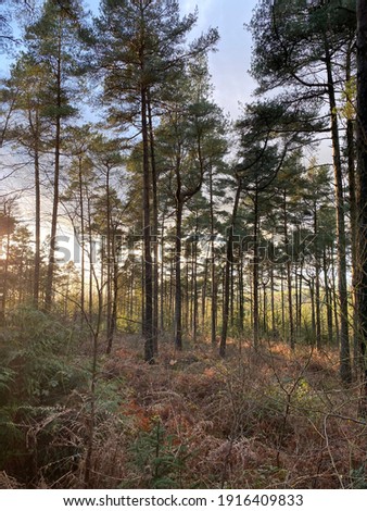 Images from Holden Forest, Devon