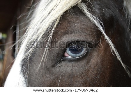 Similar – Image, Stock Photo humans in animals Horse