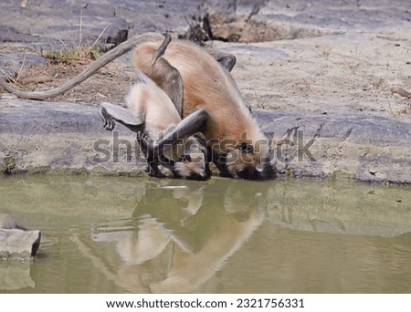 Images of langur monkey at water. Also includes some distant leopard hidden in undergrowth. Each image is individually captioned with animal name.