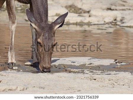 Images of langur monkey at water. Also includes some distant leopard hidden in undergrowth. Each image is individually captioned with animal name.