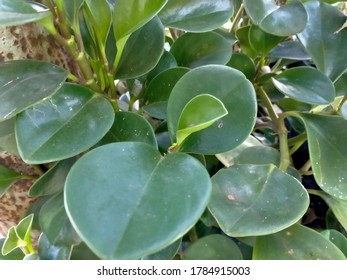 Images Of Peperomia Orba Flower