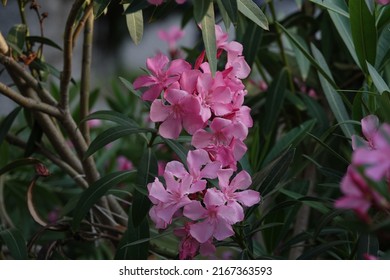 Images Of The Pink Oleander Flower Taken In Pierre Loti's Garden, Eyüpsultan, Istanbul