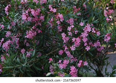 Images Of The Pink Oleander Flower Taken In Pierre Loti's Garden, Eyüpsultan, Istanbul