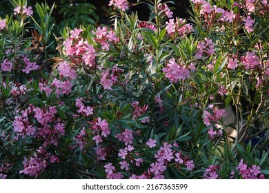 Images Of The Pink Oleander Flower Taken In Pierre Loti's Garden, Eyüpsultan, Istanbul