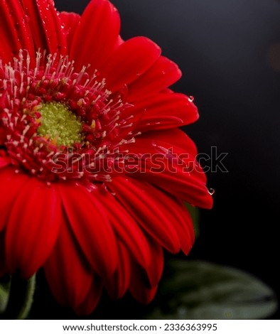 Images of a red gerbera daisy with rain drops