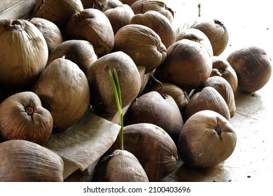 549 Ripen coconuts Images, Stock Photos & Vectors | Shutterstock