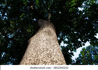 Images Of Sandbox Tree Trunk. Tree With Spikes For Protection.