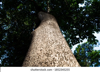 Images Of Sandbox Tree Trunk. Tree With Spikes For Protection.