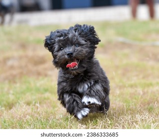 Images of a Shih-Poo puppydog