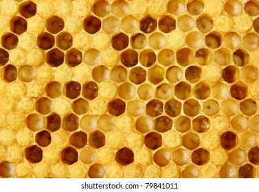 The images show larvae of bees and their future cocoons. Part of hundred empty.
