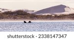 Images of Southern right whale resting and playing in the water close to land at Esperance Western Australia