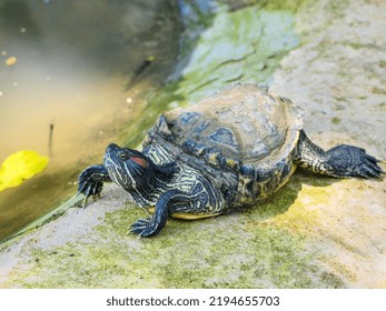 1,271 Tortoise hole Images, Stock Photos & Vectors | Shutterstock