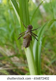 Imago, Pupa Dragonfly, Nymph