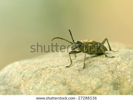 Similar – Bug on a windowsill Animal