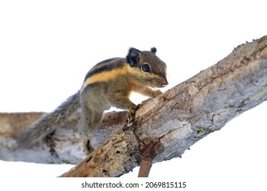 Imags of himalayan striped squirrel or burmese striped squirrel(Tamiops mcclellandii)on a tree. Wild Animals.