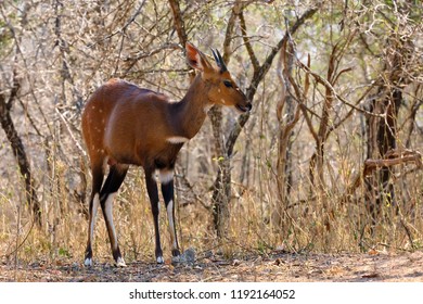 The imbabala or Cape bushbuck (Tragelaphus sylvaticus) in the thicket by the river. Antelope in the bushes.