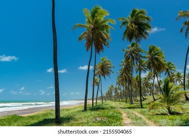 Imbassai Beach, near Salvador, Bahia, Brazil on October 15, 2016. Coconut grove by the sea.