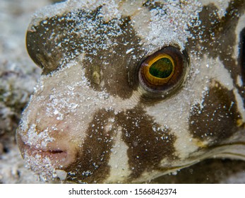 19 Immaculate Puffer Images, Stock Photos & Vectors | Shutterstock