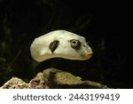 Immaculate puffer or yellow-eyed pufferfish (Arothron immaculatus) fish face close up