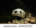 Immaculate puffer or yellow-eyed pufferfish (Arothron immaculatus) fish face close up