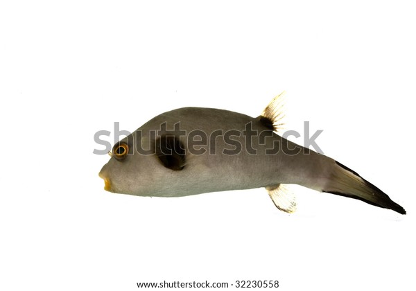 Immaculate Pufferfish Arothron Immaculatus Isolated On Stock Photo ...