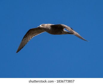 Immature American Herring Gull In Flight