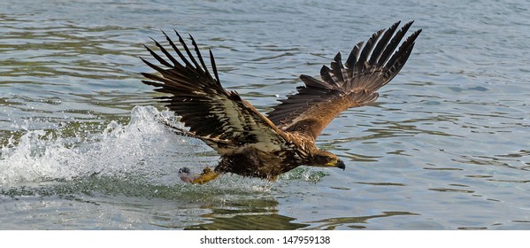 Juvenile Bald Eagle Stock Photos Images Photography