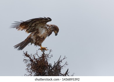 An Immature Bald Eagle Finds A Perch In Northern Saskatchewan