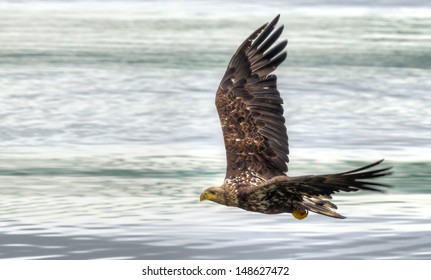 An immature bald eagle flies over the bay in Dutch Harbor, Unalaska, Alaska